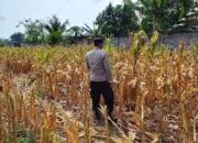 Polri Dukung Astacita, Polsek Semanding Polres Tuban Turun Cek Tanaman jagung milik Warga di Desa Ngino