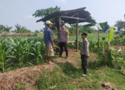 Kanit Binmas Bersama Bhabinkamtibmas Polsek Tuban Monitoring Lahan Jagung Warga Dukung Ketahanan Pangan