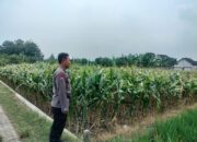 Polri Dukung Astacita, Polsek Palang Polres Tuban jagung milik Warga di Desa Glodog
