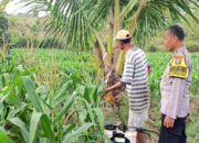 Polri Dukung Astacita, Polsek Grabagan Polres Tuban Turun Cek Tanaman jagung milik Warga di Desa Grabagan