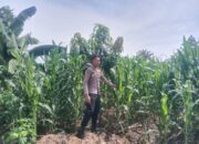 Polsek Singgahan Polres Tuban Turun Cek Tanaman jagung Warga di Desa Tingkis