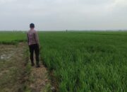 Polri Dukung Astacita, Polsek Merakurak Polres Tuban Turun Cek Tanaman Jagung Warga di Desa Tuwiri Wetan