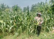 Polri Dukung Astacita, Polsek Jenu Polres Tuban jagung milik Warga di Desa Socorejo