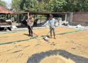 Dukung Ketahanan Pangan, Bhabinkamtibmas Desa Rhee Loka Sambangi Petani yang Sedang Menjemur Padi