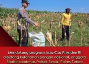 Bhabinkamtibmas Polsek Senori Dukung Ketahanan Pangan Nasional Membantu Panen Jagung Warga Desa Leran