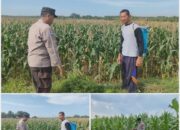 Polsek Soko polres Tuban Polda Jawa Timur Bergerak! Dukung Penuh Swasembada Pangan Presiden Prabowo Melalui Pendampingan Petani