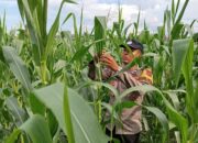 Cek Kualitas Buah Jagung Siap Panen, Polsek Widang Polres Tuban Dukung Astacita