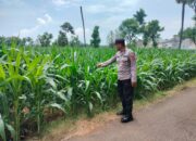 Polri Dukung Astacita, Polsek Palang Polres Tuban jagung milik Warga di Desa Tegalbang