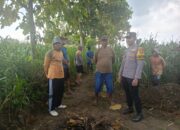 Polsek Tambakboyo Polres Tuban Turun Cek Tanaman jagung Warga di Desa Mander