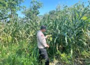 Polri Dukung Astacita, Polsek Jenu Polres Tuban jagung milik Warga di Desa Jenu