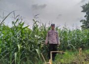 Polsek Plumpang Polres Tuban Turun Langsung Cek Tanaman Jagung Warga