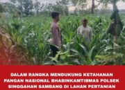 Polsek Singgahan Polres Tuban Turun Cek Tanaman jagung Warga di Desa Saringembat