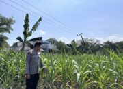 Dalam rangka Dukung Program Astacita, Bhabinkamtibmas Desa Sembung Polsek Parengan Polres Tuban sambang lokasi Tanaman Jagung di Desa Sembung Kec. Parengan Kab. Tuban