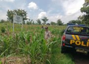 Polri Dukung Astacita, Polsek Semanding Polres Tuban Turun Cek Tanaman jagung milik Warga di Desa Semanding