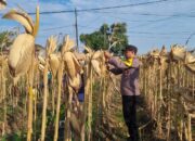 *AIPTU CUCUK SUMULYONO DAMPINGI KADES NGAMPELREJO PANEN JAGUNG, WUJUD NYATA SINERGI POLRI DAN MASYARAKAT BANCAR*