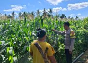 Bhabinkamtibmas Polsek Kempo Pantau Lahan Jagung Warga, Dukung Program Ketahanan Pangan Nasional