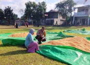 Bhabinkamtibmas Desa Sawe Pantau Penjemuran Jagung Warga, Dorong Penyaluran Hasil Panen ke Bulog