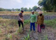 Bhabinkamtibmas Wanglukulon Polsek Senori Polres Tuban Dampingi Petani Jagung Tanam Benih, Wujudkan Ketahanan Pangan Nasional