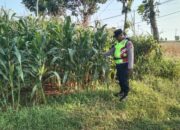 Polri Dukung Astacita, Polsek Jenu Polres Tuban jagung milik Warga di Desa Beji