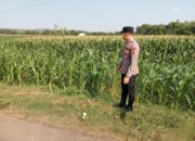 Polsek Montong Polres Tuban Turun Cek Tanaman jagung Warga di Desa Pakel