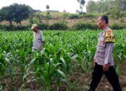 Polsek Grabagan polres Tuban Polda Jawa Timur Dukung Penuh Swasembada Pangan Presiden Prabowo Melalui Pendampingan Petani