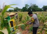 Wujud Kedekatan dengan Masyarakat, Bripda Dodi Eko Turun Ke Sawah Bantu Petani Panen Jagung di Bancar