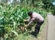 Polri Dukung Astacita, Polsek Palang Polres Tuban jagung milik Warga di Desa Pucangan