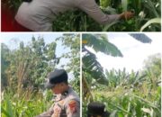 Polsek Soko polres Tuban Polda Jawa Timur Bergerak! Dukung Penuh Swasembada Pangan Presiden Prabowo Melalui Pendampingan Petani