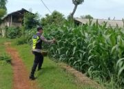 Polri Dukung Astacita, Polsek Semanding Polres Tuban Turun Cek Tanaman jagung milik Warga di Desa Kowang