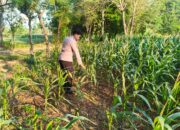 Polri Dukung Astacita, Polsek Merakurak Polres Tuban Turun Cek Tanaman Jagung Warga di Desa Tobo