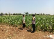 KDukung Program Asta Cita, Bhabinkamtibmas Sambang Ladang Jagung di Desa Binaan.