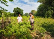 Dukung Ketahanan Pangan, Bhabinkamtibmas Desa Labangka Tinjau Kebun Cabai Warga Binaan