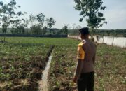 Polsek Singgahan Polres Tuban Turun Cek Tanaman jagung Warga di Desa Tingkis