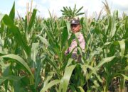 Polri Dukung Ketahanan Pangan Nasional, Polisi RW Polsek Kenduruan Polres Tuban Turun Langsung Cek Lahan Jagung Warga