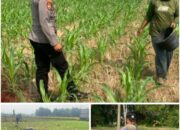 Polsek Soko polres Tuban Polda Jawa Timur Bergerak! Dukung Penuh Swasembada Pangan Presiden Prabowo Melalui Pendampingan Petani