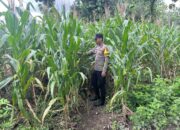 Dukung Swasembada Pangan, Polsek Bangilan Rutin Monitoring Lahan Pertanian