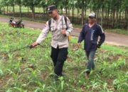 Polri Dukung Astacita, Polsek Merakurak Polres Tuban Turun Cek Tanaman Jagung Warga di Desa Temandang