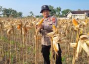 Anggota Polsek Bancar Polres Tuban Melaksanakan Panen Jagung Bersama Warga Desa Ngampelrejo
