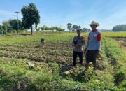 Bhabinkamtibmas Polsek Kenduruan Polres Tuban Dukung Astacita, Cek Langsung Kebun Terong Warga Sokogrenjeng