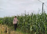 Polsek Plumpang Polres Tuban Turun Langsung Cek Tanaman Jagung Warga