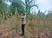 Polri Dukung Astacita, Polsek Palang Polres Tuban jagung milik Warga di Desa Dawung