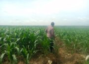 Polsek Singgahan Polres Tuban Turun Cek Tanaman jagung Warga di Desa Lajo Lor