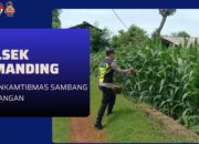 Polri Dukung Astacita, Polsek Semanding Polres Tuban Turun Cek Tanaman jagung milik Warga di Desa Kowang