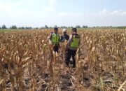 Polri Dukung Astacita, Polsek Rengel Polres Tuban Turun Cek Tanaman Jagung Warga di Desa Maibit