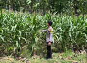 Polsek Senori Polres Tuban Melalui Anggota Bhabinkamtibmas Monitoring Tanaman Jagung Milik Warga Desa Wanglukulon Dukung Program Ketahanan Pangan
