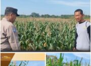 Polsek Soko polres Tuban Polda Jawa Timur Bergerak! Dukung Penuh Swasembada Pangan Presiden Prabowo Melalui Pendampingan Petani