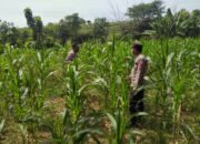 Polsek Plumpang Polres Tuban Turun Langsung Cek Tanaman Jagung Warga