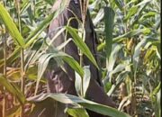 Polsek Widang Polres Tuban Pengecekan Tanaman Jagung Milik Warga