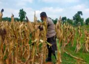 Polisi RW Polsek Tuban Monitoring Lahan Jagung di Kelurahan Perbon, Dukung Ketahanan Pangan Nasional
