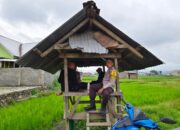 Perkuat Ketahanan Pangan, Polsek Dompu Intensifkan Pendampingan kepada Petani